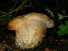 foto funghi 2 - SANY0017